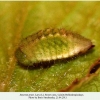 satyrium pruni larva2